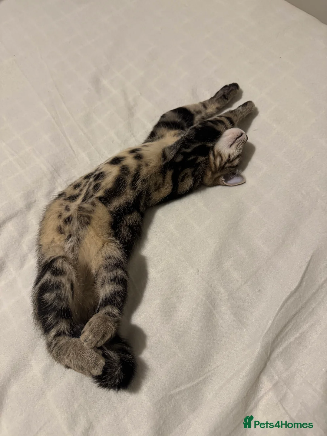 Domestic Shorthair cats for sale: Looking for a loving home - Advert 5