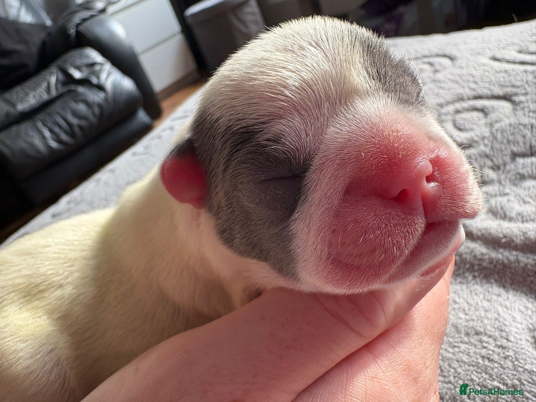French Bulldog dogs for sale: French bulldog pups  - Image 4