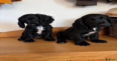 Cocker Spaniel dogs - Advert 8
