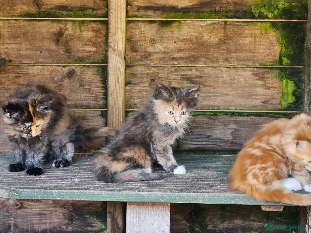 Maine Coon cats for sale: Beautiful Maine Coon kittens  in Warminster - Advert 13