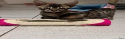 Bengal cats for sale: Beautiful Bengal Kittens - Advert 6