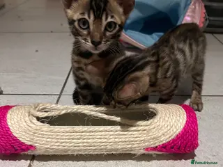 Bengal cats Beautiful Bengal Kittens - Advert 6