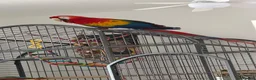 Macaws birds for sale: Scarlet macaw  in Chorley - Advert 2
