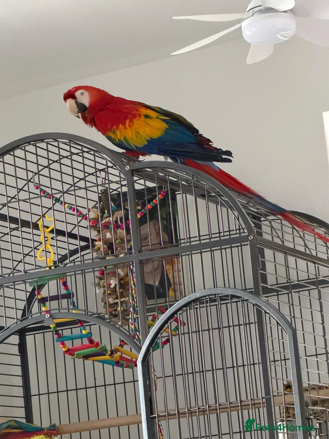 Macaws birds for sale: Scarlet macaw  in Chorley - Advert 2