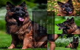 German Shepherd dogs for sale: 😍Little Paws Big Heart😍gsd puppies longhaired😍 - Image 3