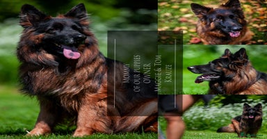 German Shepherd dogs - Advert 2