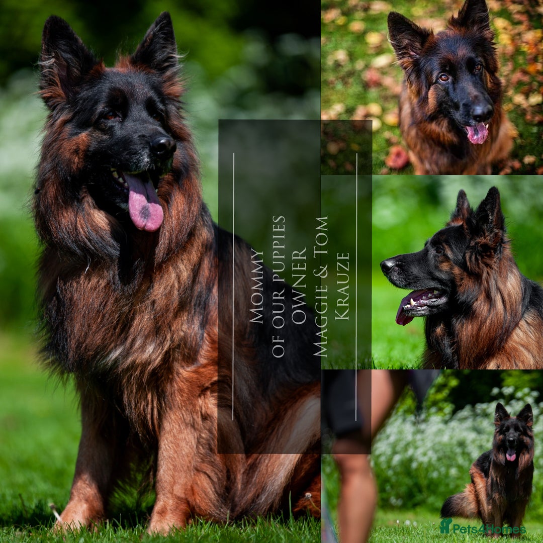 German Shepherd dogs for sale: 😍Little Paws Big Heart😍gsd puppies longhaired😍 - Image 3