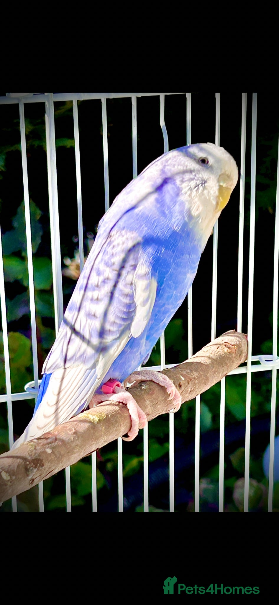 Budgerigars birds Budgies - Advert 1