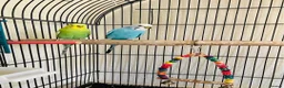Budgerigars birds for sale: Budgies & Cage. Adult Budgie Pair for Sale - Advert 5