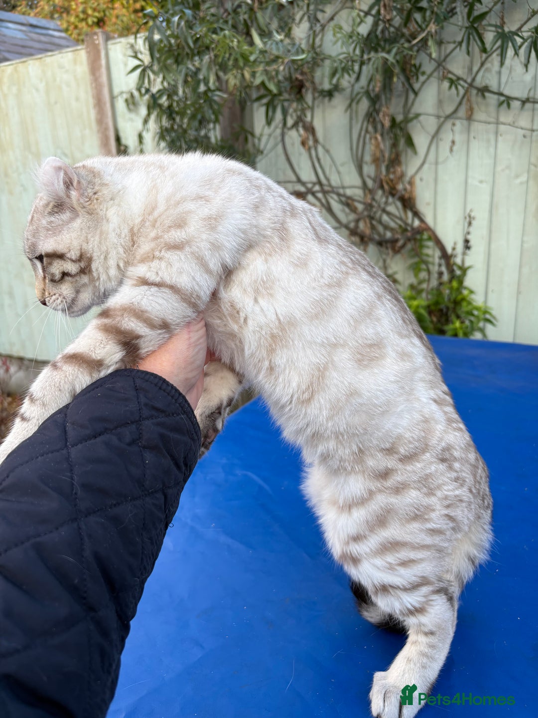 Savannah cats for sale: Superb snow leopard male  - Advert 10