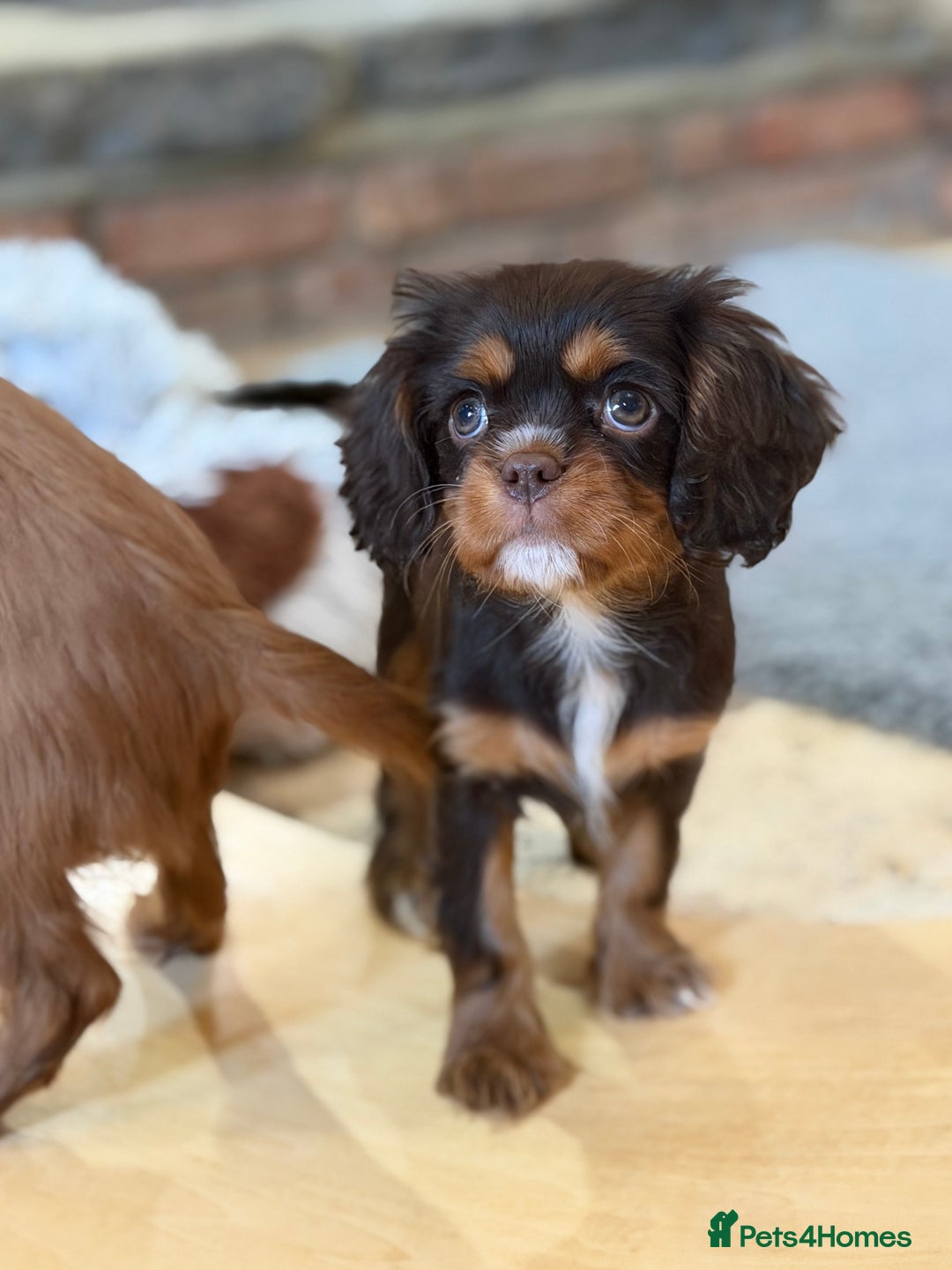 Cavalier King Charles Spaniel dogs for sale: Chocolate and tan Cavalier king charles - Advert 14