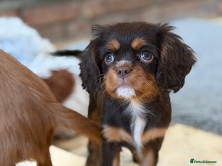 Cavalier King Charles Spaniel dogs Chocolate and tan Cavalier king charles - Advert 9