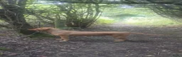 Labrador Retriever dogs for sale: Labrador puppies - Advert 9