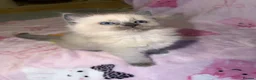 Mixed Breed cats for sale: Ragdoll cross gorgeous kittens  - Advert 12