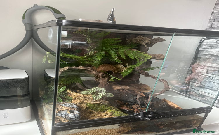 Gecko reptiles - Advert 1