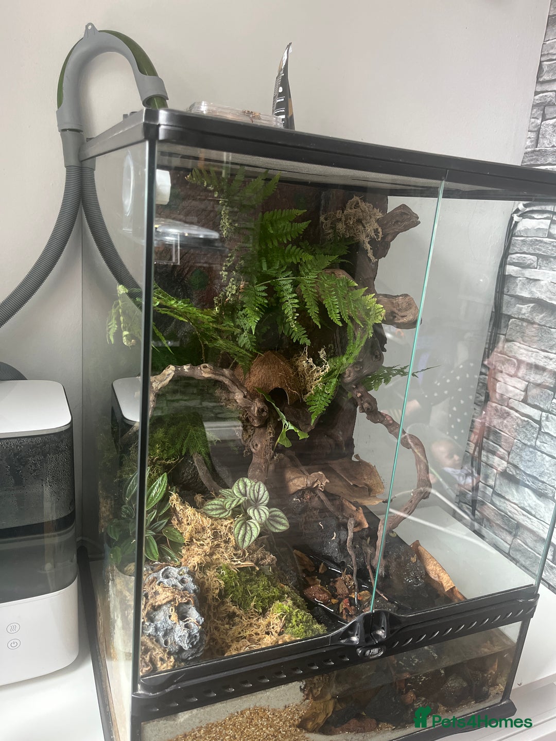 Gecko reptiles for sale: Crested gecko  - Image 1