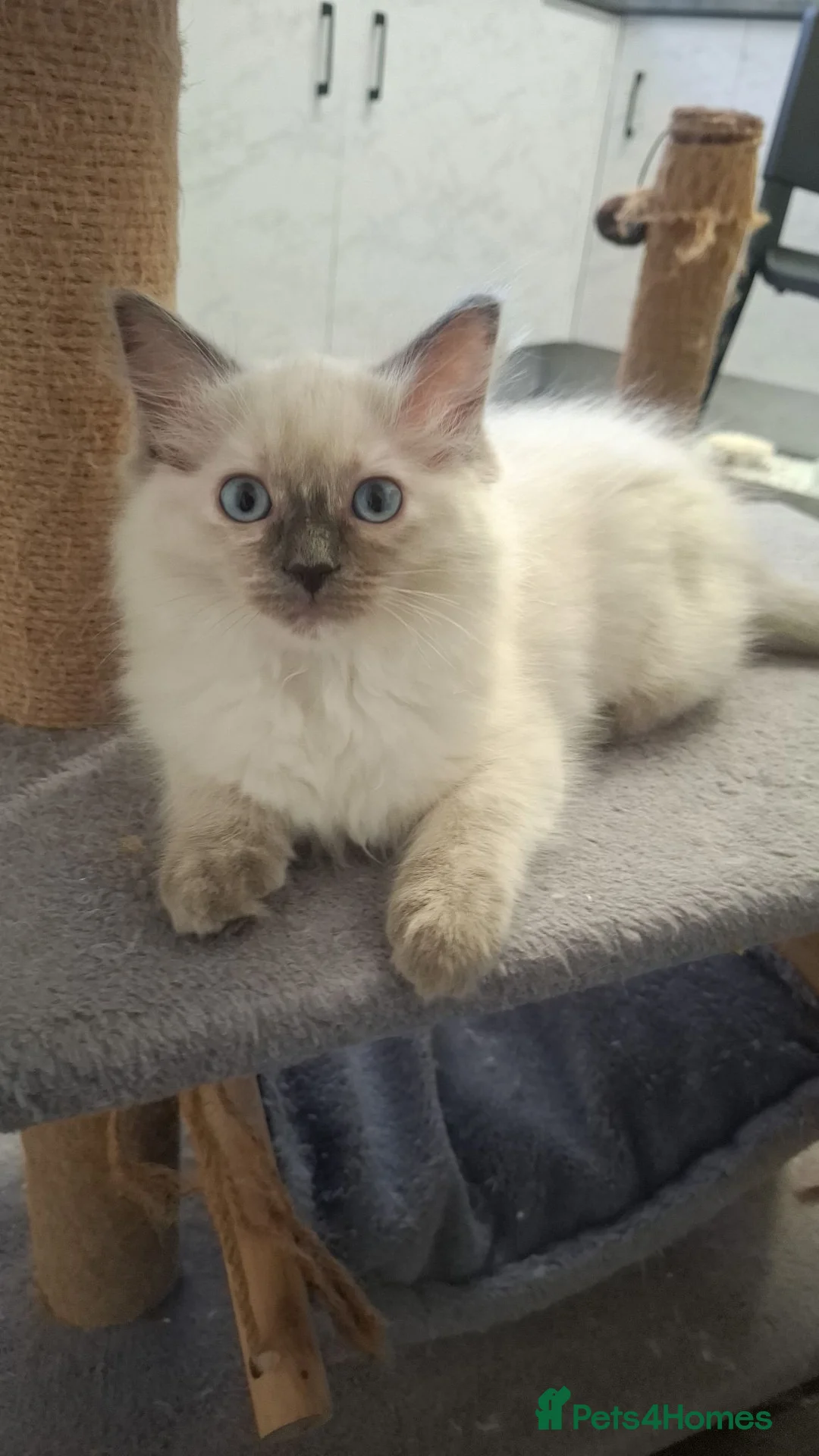 Ragdoll cats for sale: Beautiful ragdolls available NOW - Advert 5