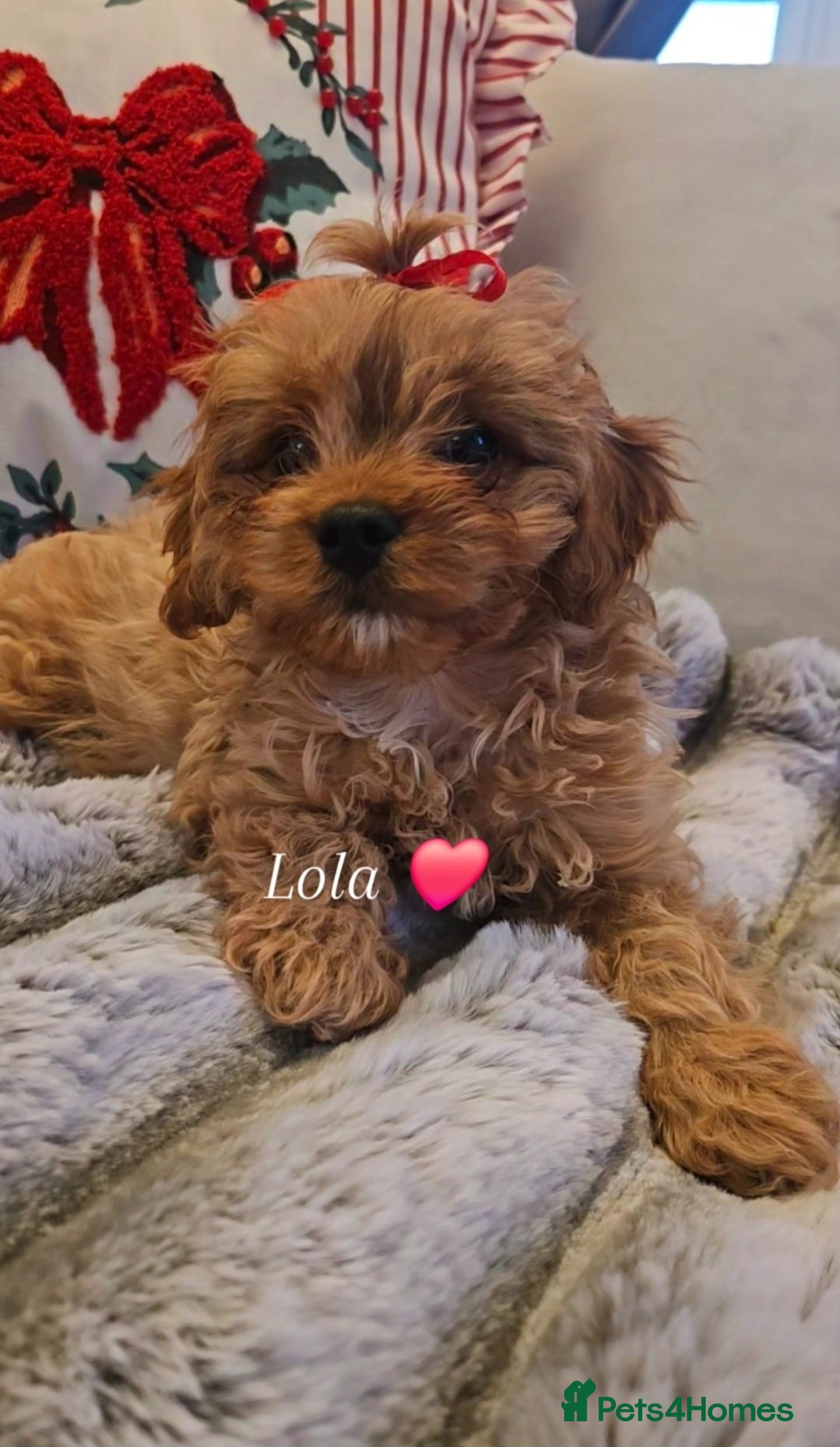 Cavapoo dogs Beautiful teddy bear red cavapoo babies  - Advert 17