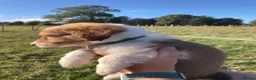 Welsh Collie dogs for sale: Welsh sheepdog puppies for sale  - Advert 10