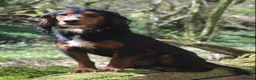 Cocker Spaniel dogs for stud: Health Tested Black & Tan W/Cocker Spaniel Stud in Totnes - Advert 4