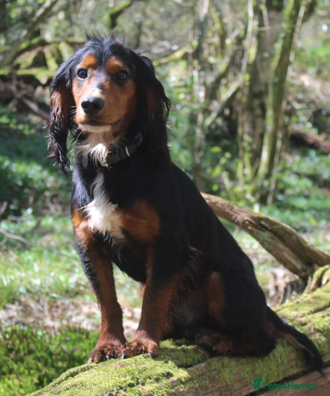 Cocker Spaniel dogs for stud: Health Tested Black & Tan W/Cocker Spaniel Stud in Totnes - Advert 4