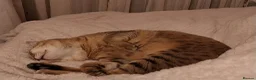 Savannah cats for sale: Archie  - Advert 2