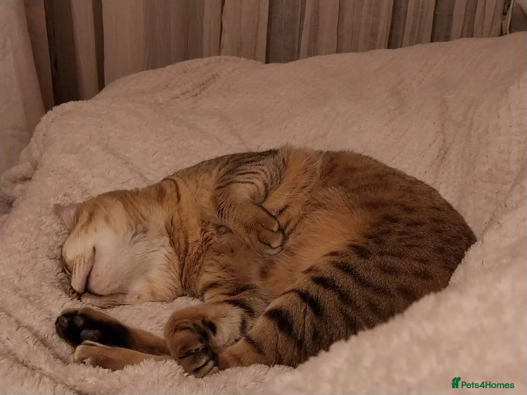 Savannah cats for sale: Archie  - Advert 2
