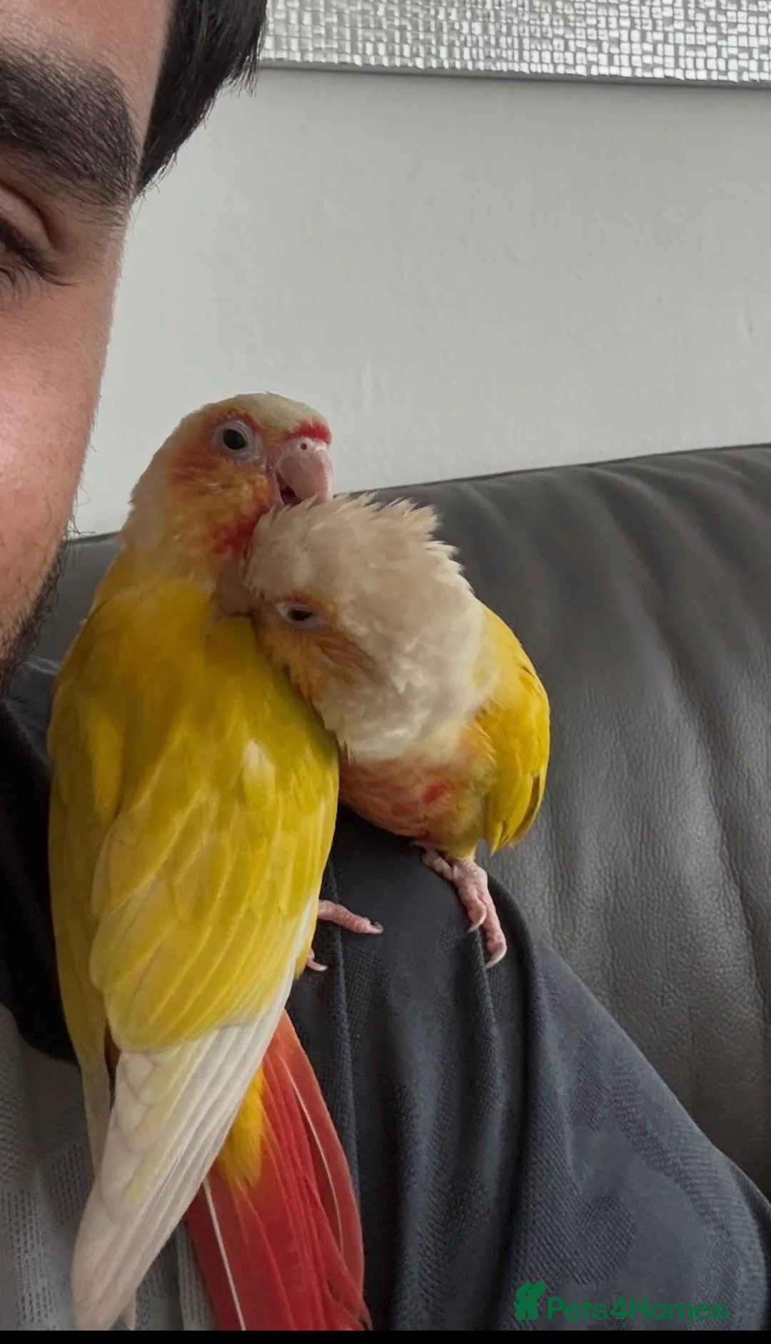 Conures birds for sale: Suncheek conure pair  - Advert 2