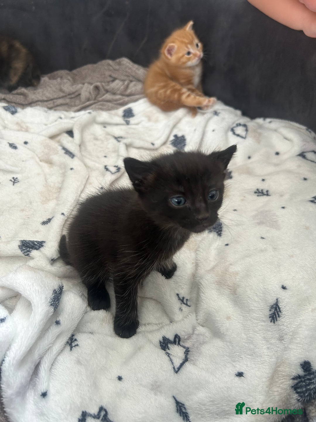 Mixed Breed cats for sale: 2 Kittens  in Lincoln - Image 3