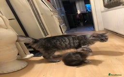 Maine Coon cats for sale: Maine coon kittens ready now - Image 9