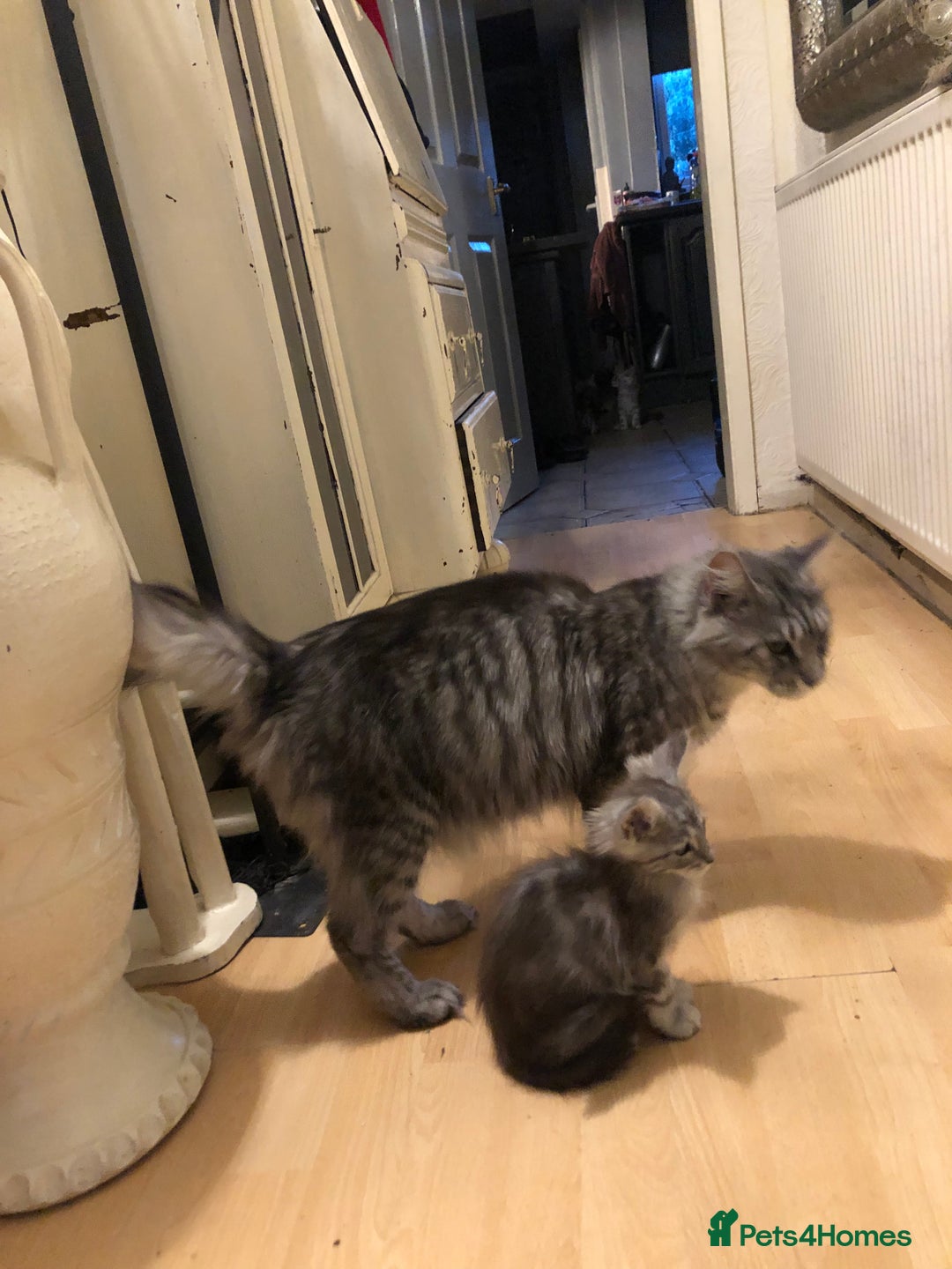 Maine Coon cats for sale: Maine coon kittens ready now - Image 9
