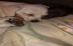 Mixed Breed dogs for adoption: Meet Daisy, currently residing in Telford - Image 2
