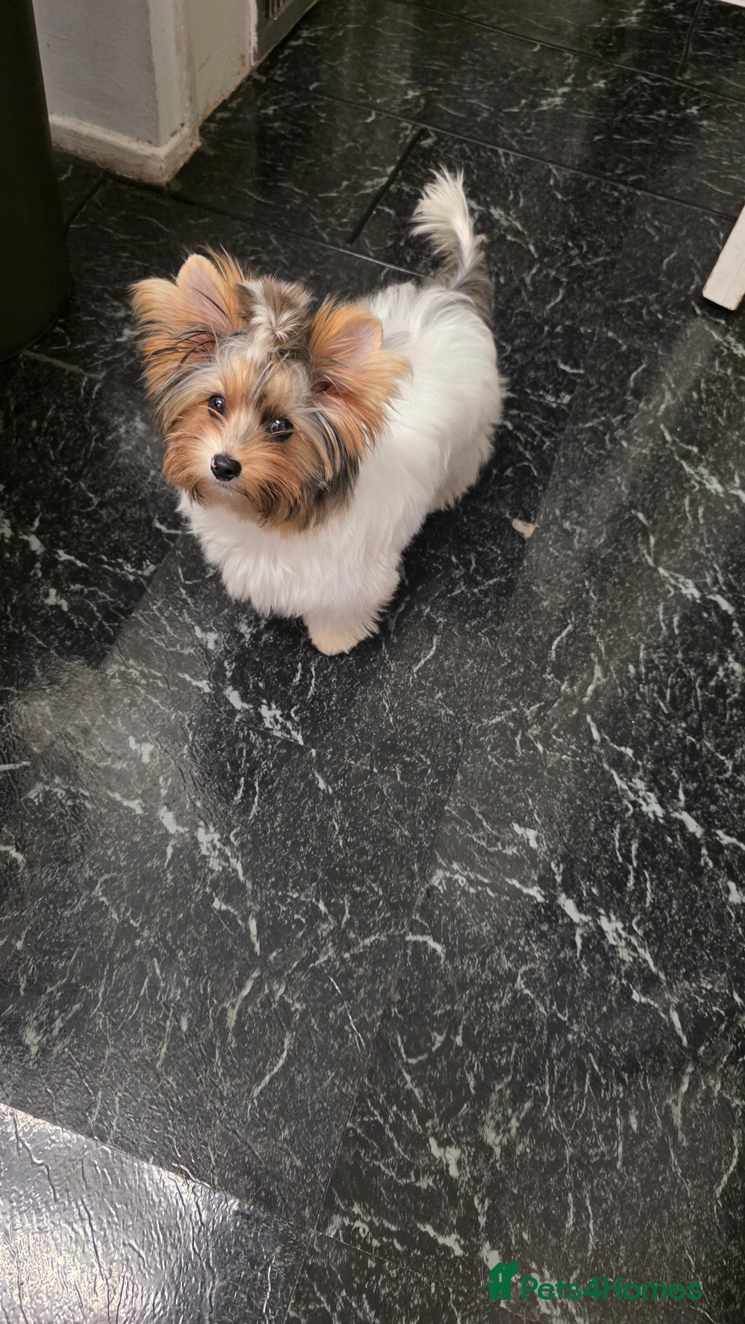 Biewer Terrier dogs for sale: Absolutely beautiful tiny boy - Image 5