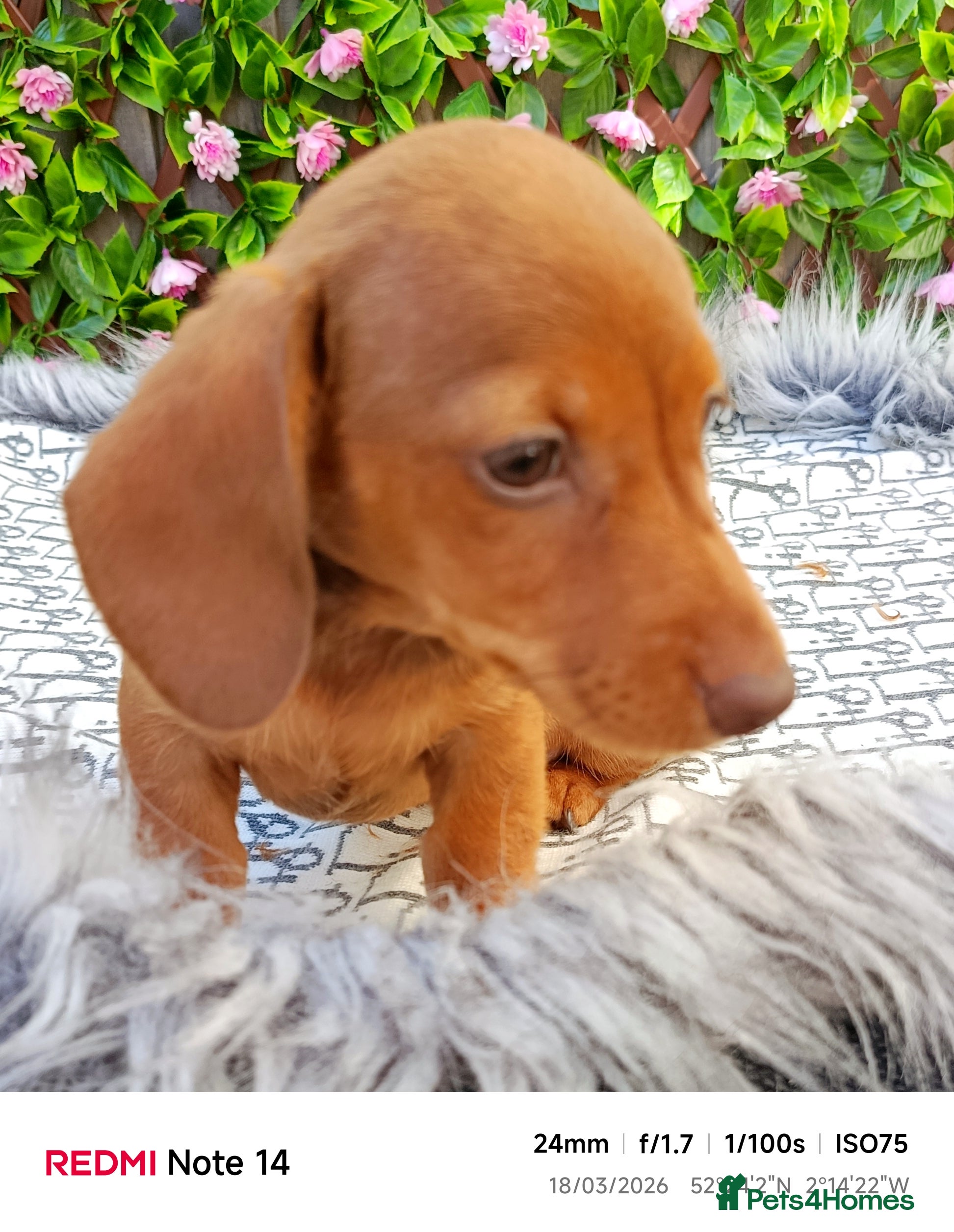 Miniature Dachshund dogs READY NOW CREAM LITTER KC REG PRA CLEAR - Advert 4