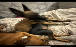 Belgian Shepherd Dog dogs for sale: Belgian Malinois - Whiskey - Image 5