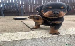 Rottweiler dogs for sale: AMAZING FULL PEDIGREE ROTTWEILER PUPPIES - Image 10