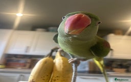 Ringnecks birds for sale: Alexandrine ringneck parrot  - Image 2