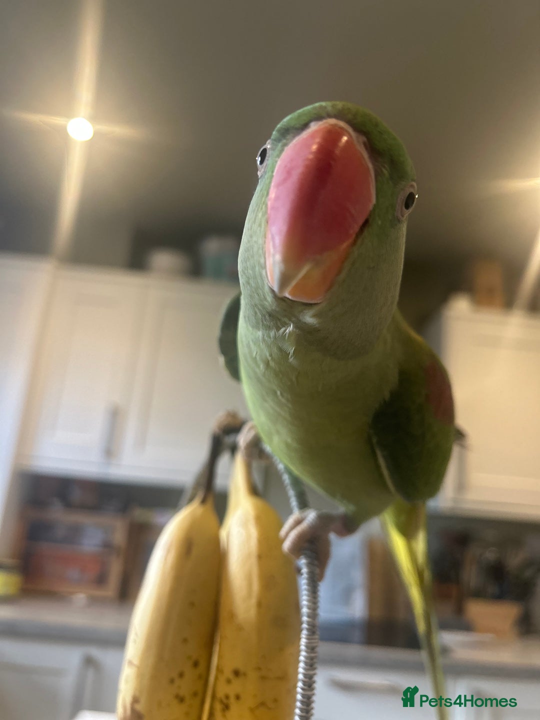 Ringnecks birds for sale: Alexandrine ringneck parrot  - Image 2