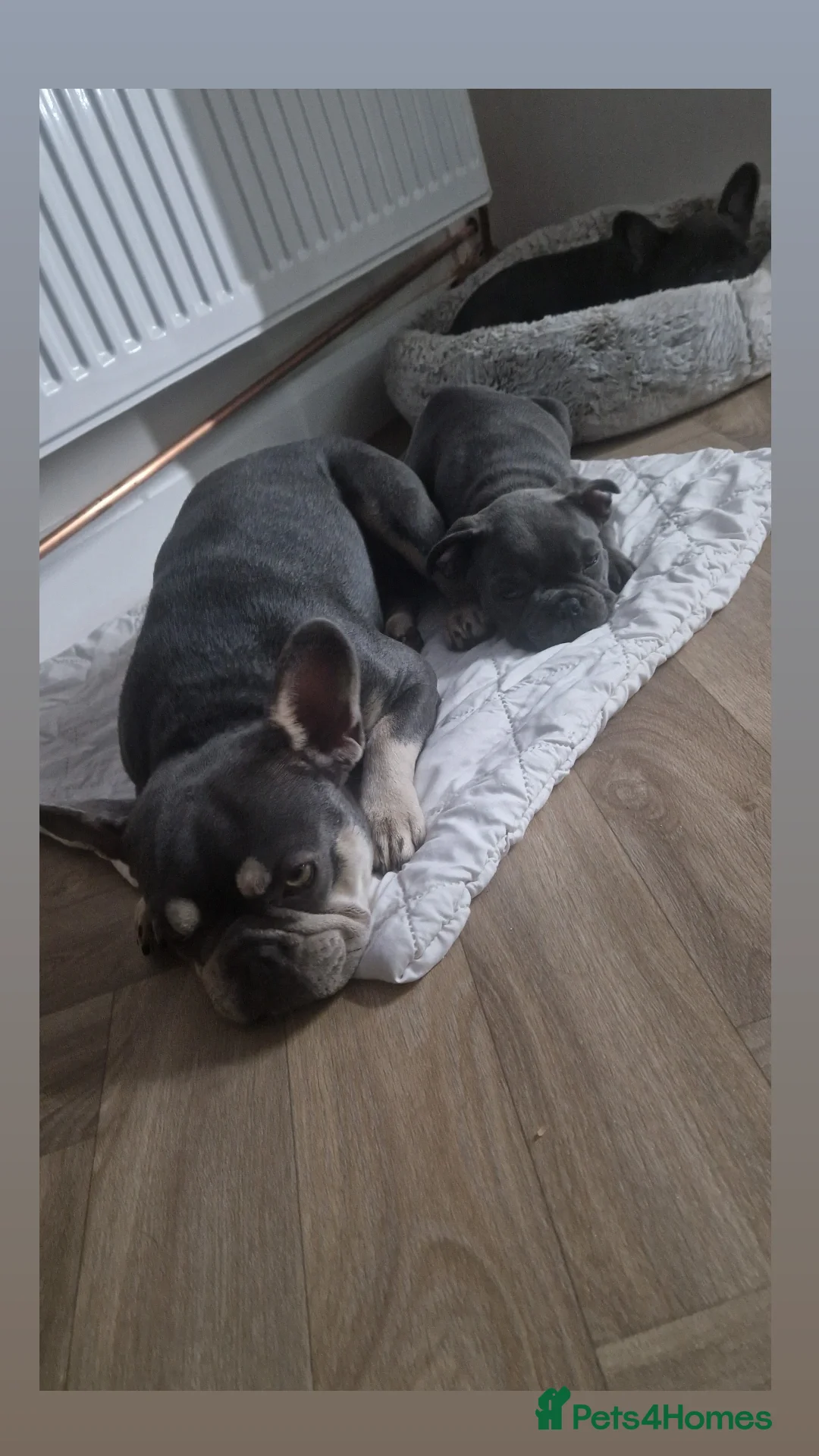 French Bulldog dogs for sale: Blue male French bulldog  - Image 8