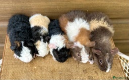 Guinea Pig rodents for sale: Teddy Guinea Pig Baby Boars - Image 3