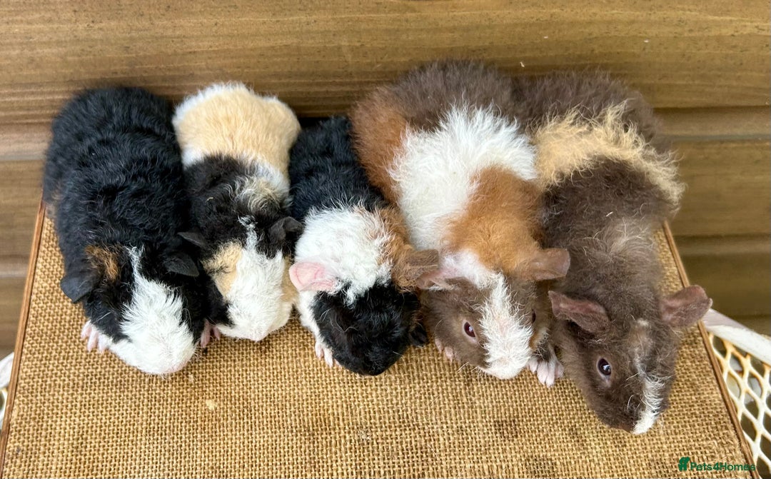 Guinea Pig rodents for sale: Teddy Guinea Pig Baby Boars - Image 3