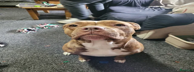 Peanut