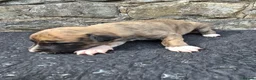 Whippet dogs for sale: Beautiful whippets  in Machynlleth - Advert 3