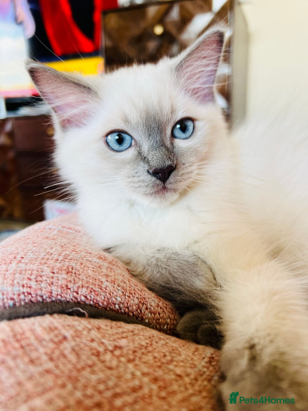 Ragdoll cats for sale: SILKY GCCF PEDIGREE RAGDOLL - Championline  in London - Image 33