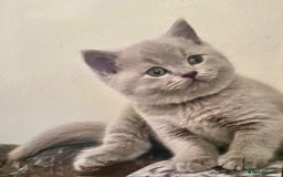 British Shorthair cats for sale: Two cuddly blue boys from loving family home - Image 22
