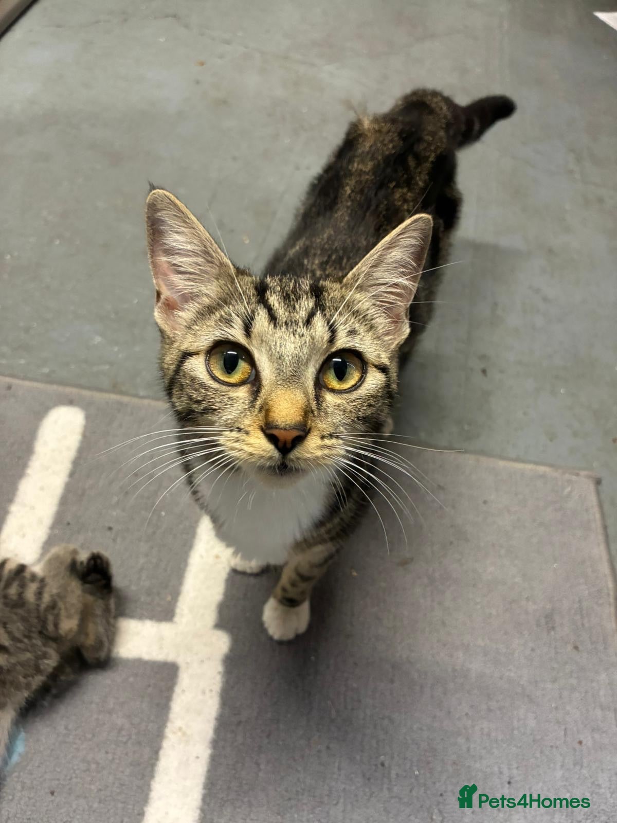 Domestic Shorthair cats 🐾 Adorable Kittens – 1Black Male & 3Tabby Females - Advert 1