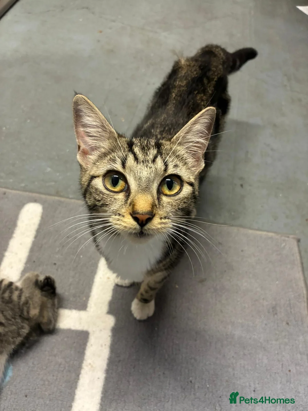 Domestic Shorthair cats for sale: 🐾 Adorable Kittens – 1Black Male & 3Tabby Females in Waltham Abbey - Advert 1