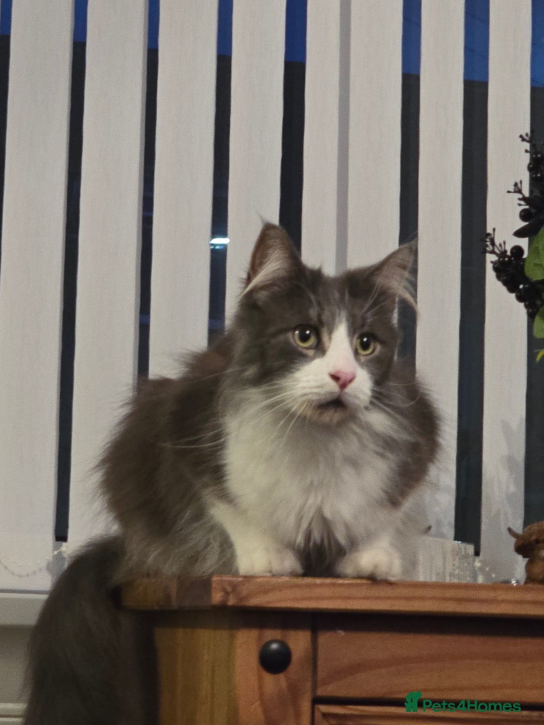 Maine Coon cats for sale: 5* Home only maine coon rehome 2 years old - Advert 7