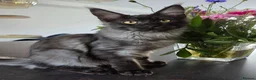 Maine Coon cats for sale: Maine Coon kittens, 2 girls , 1 boy  - Advert 9