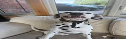 Dalmatian dogs for stud: Male  - Advert 10